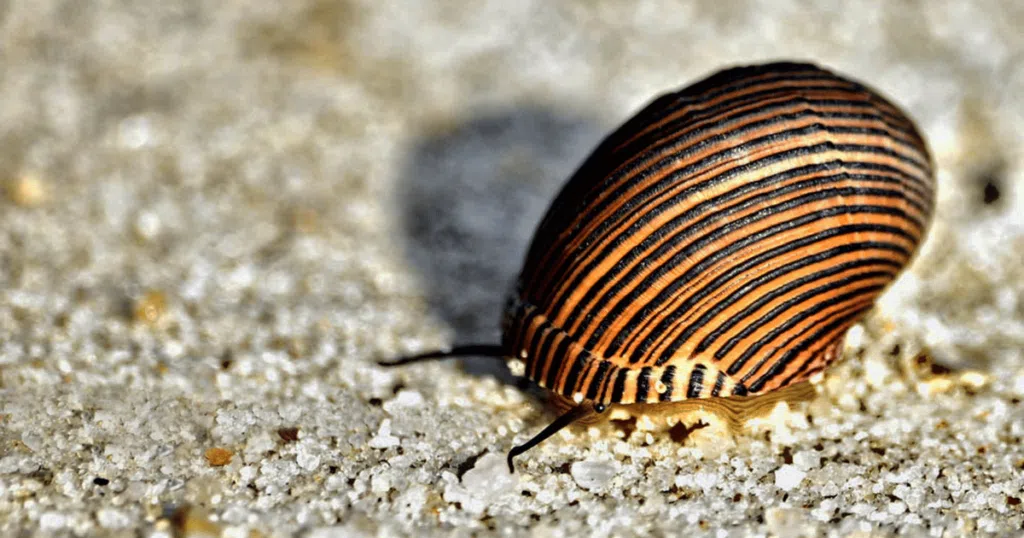 zebra nitrite snails