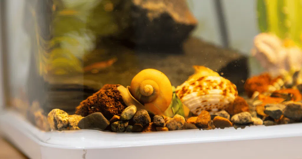 How to Set up an Aquarium for Nitrite Snails