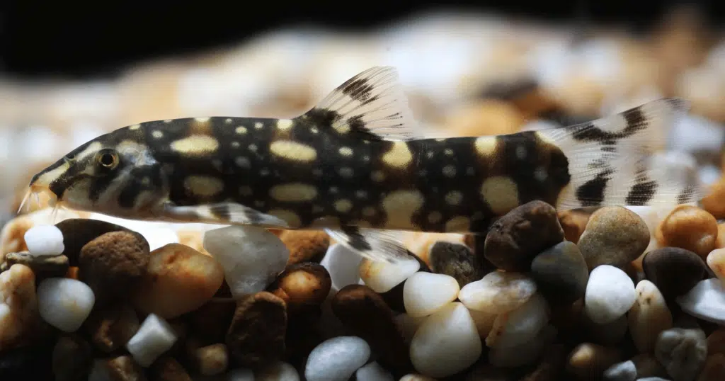 Polka Dot loach