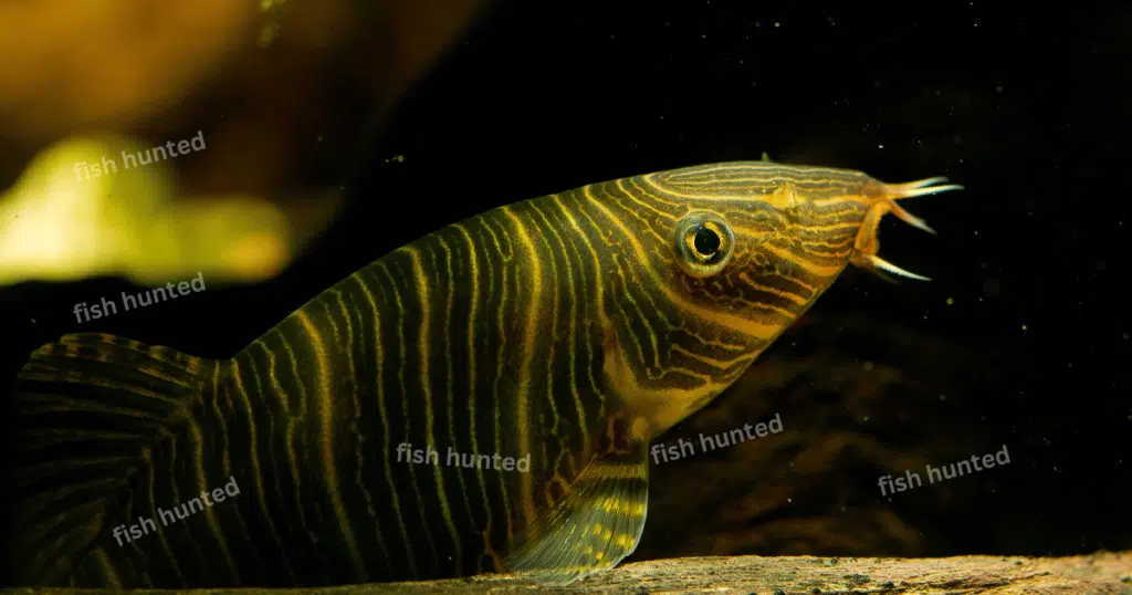 Zebra loach, botia striata,