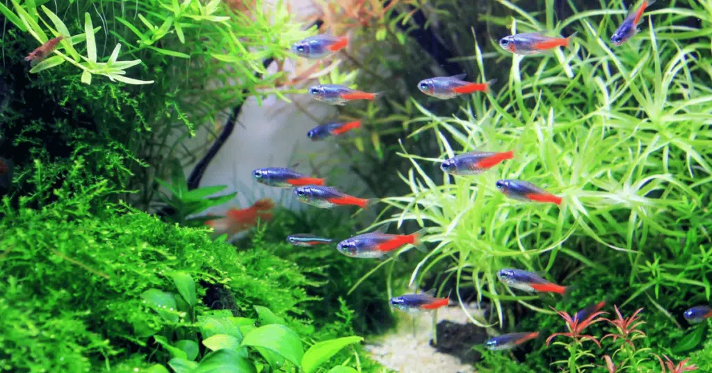 neon tetra