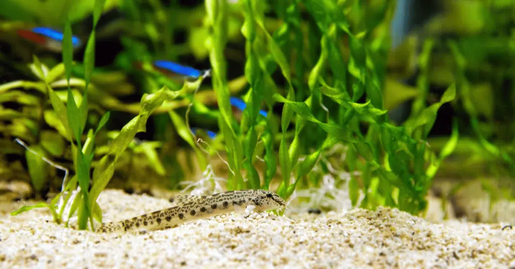 Spined loach (Cobitis taenia)