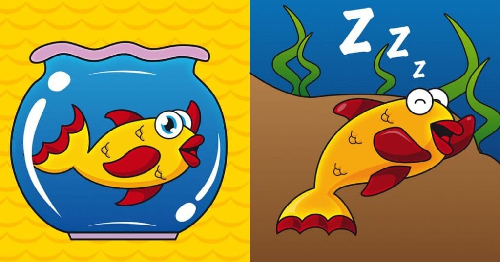 do fish sleep at night