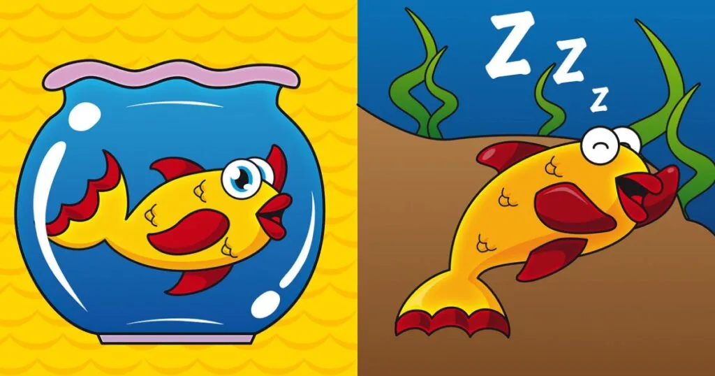 do fish sleep at night