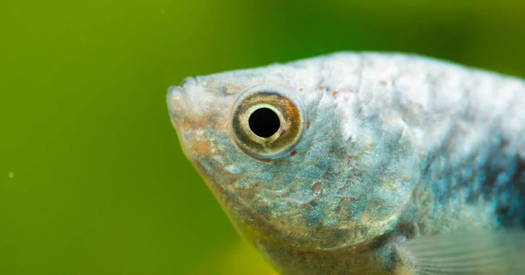 How Fish Eyes Work & Fish Eye as A Food vision of fish eyes