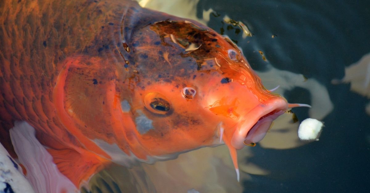 fish with big lips