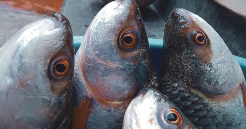 How to Make Traditional Fish Eye Soup Is It Healthy to Eat a Fish Eye