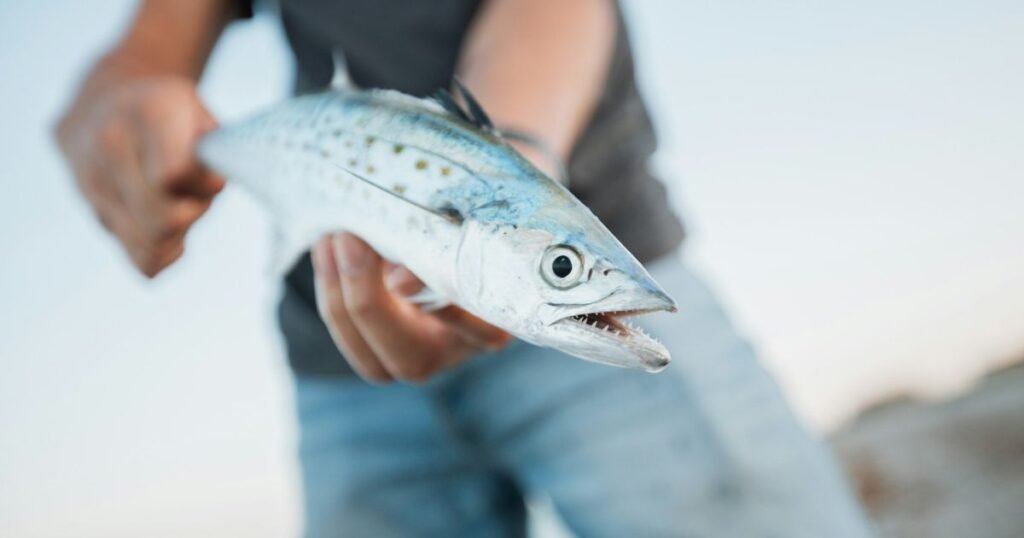 a boy catch Spanish Mackerel