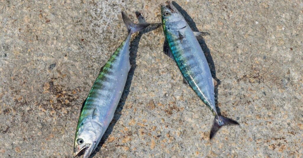 bonito fish