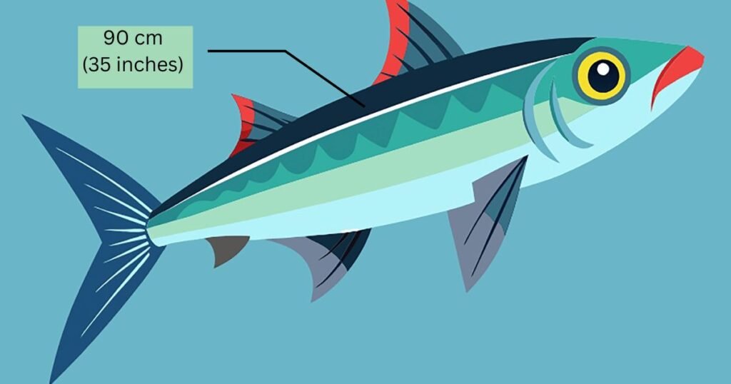 Bonito Fishing| Tips, Size, and Behavior Guide bonito fish size