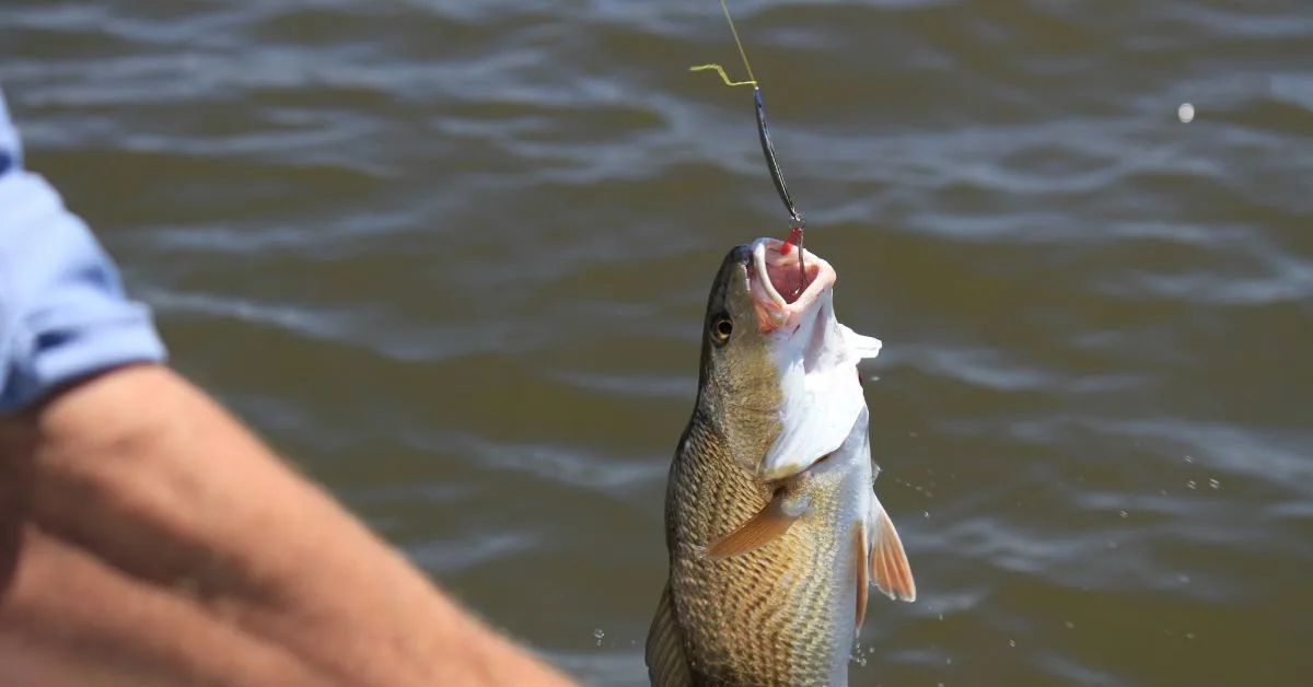 fishing hook