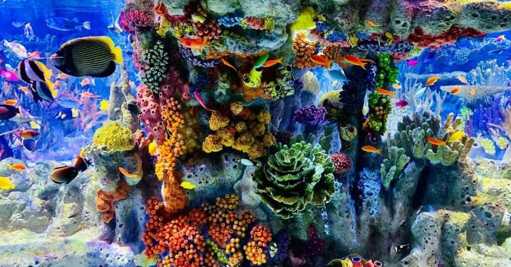 Best Coral in Aquarium care for Beginners and Experts