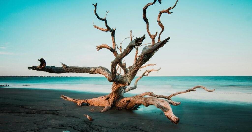 Day Trips from Atlanta | 7 Best Adventure & Outdoor Fishing Spots in Georgia Jekyll Island for Coastal Day Trip with Beach and Pier Fishing