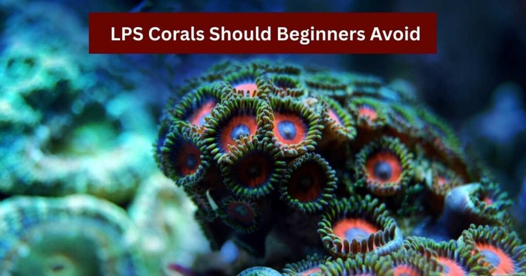 Saltwater Coral Guide: Top 10 Corals Beginners Won’t Kill LPS Corals should beginners Avoid
