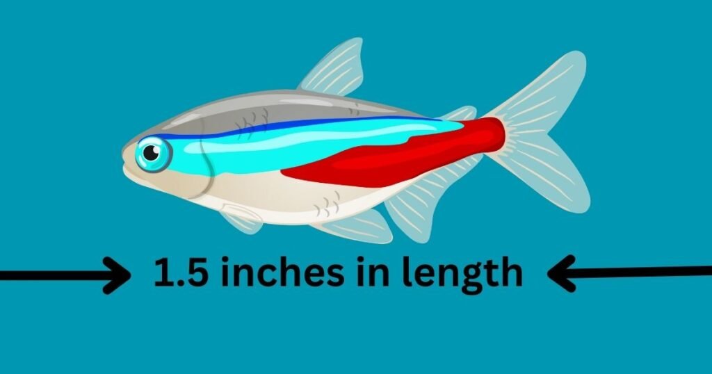 Neon Tetra Disease: Causes, Symptoms, and Healthy Tank Tips Neon Tetra fish Size