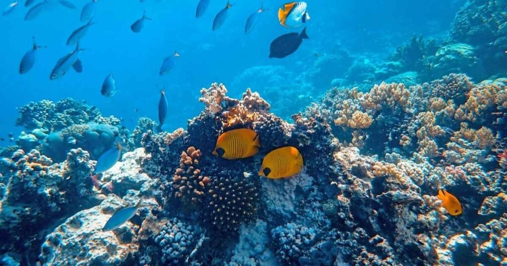 Best Coral in Aquarium Care for Beginners & Experts Ocean coral comes from natural reefs
