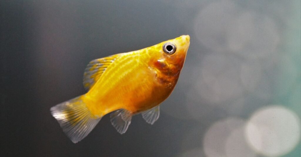 Pregnant Molly Fish? Spot the Signs & What to Do Next Pregnant molly fish resting near the bottom of a freshwater tank