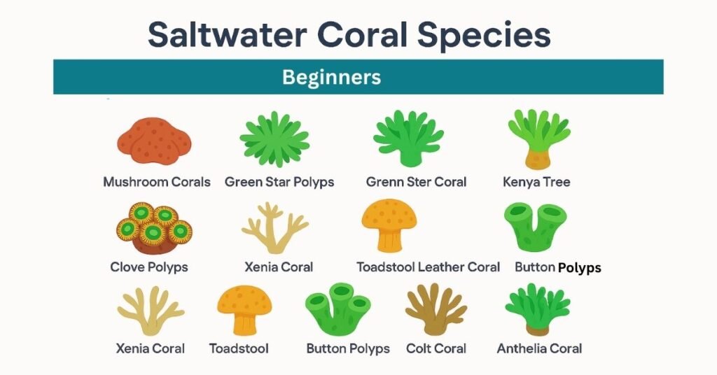 saltwater coral for beginners