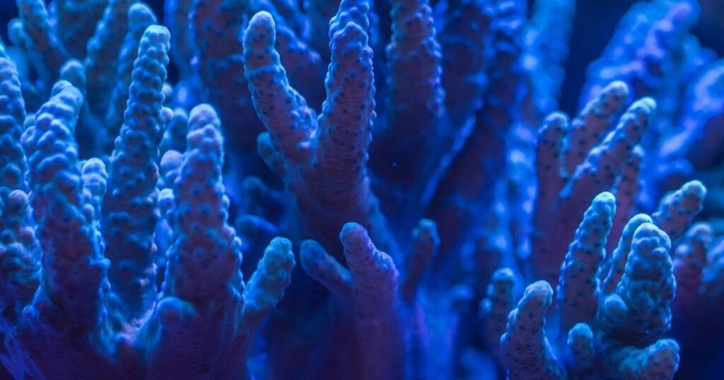 Best Coral in Aquarium Care for Beginners & Experts Soft Cold water translucent Coral