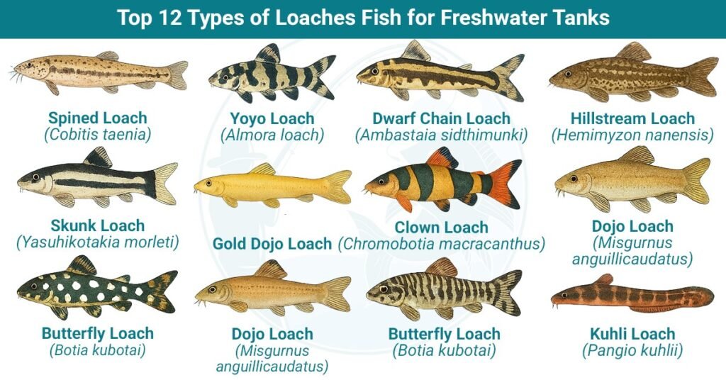 Top 12 Loach Fish Care Tips for Freshwater Aquariums Top 12 Types of Loaches Fish for Freshwater Aquariums