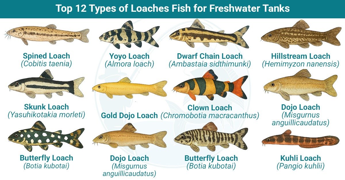 Lohe Top 12 Loach Fish Care Tips For Freshwater Aquariums