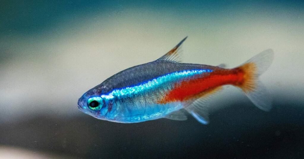 popular freshwater fish neon tetra
