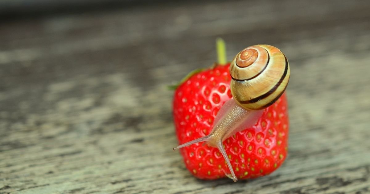 Small Nerite Snail with a spiral shell crawling on a fresh red strawberry placed on a wooden surface.