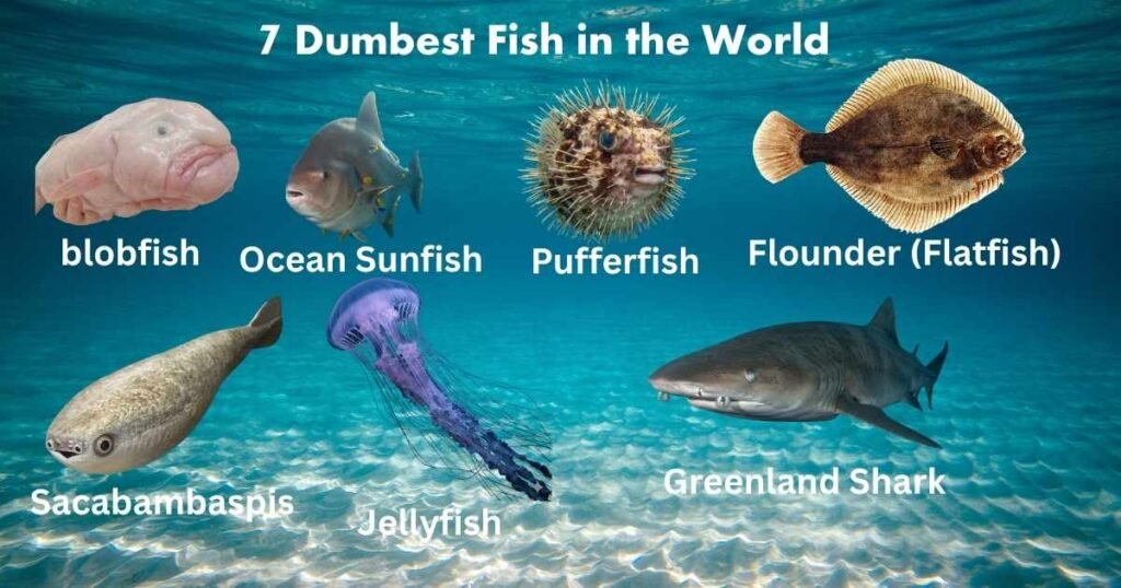 7 Dumbest Fish in the World